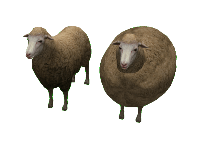 sheep