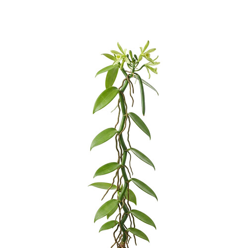 vanilla
