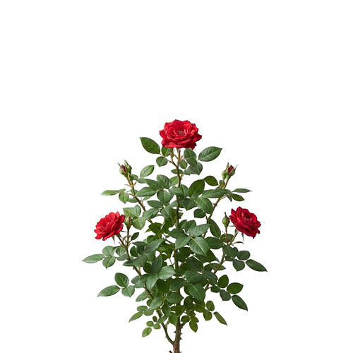 red_roses