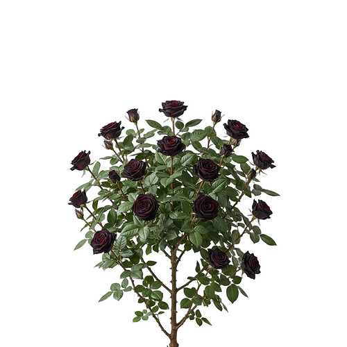 black_rose