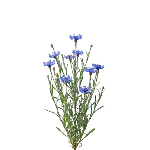 cornflower