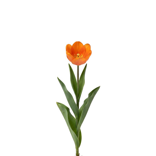 orange_tulip
