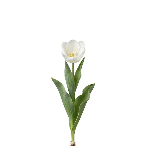 white_tulip