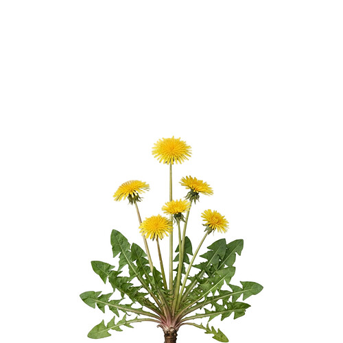 dandelion