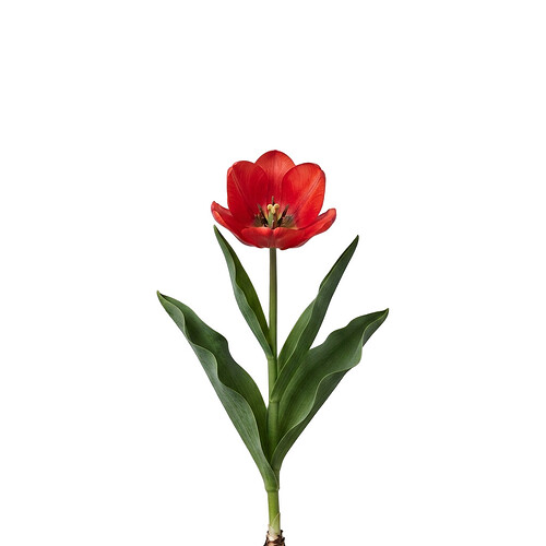 red_tulip