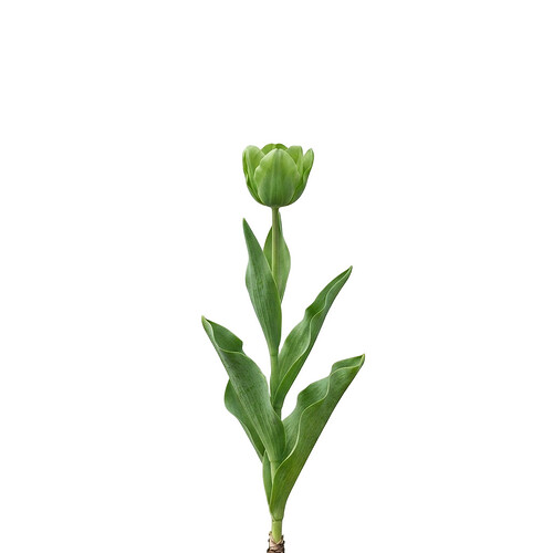 green_tulip