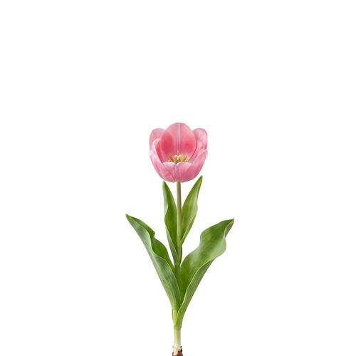 pink_tulip