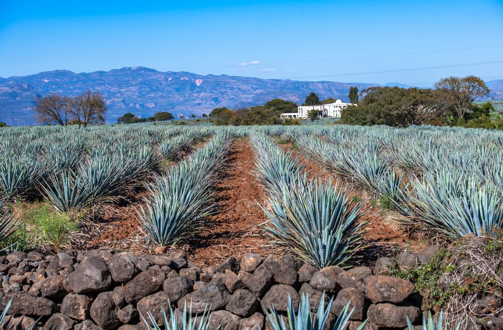 Blue-agave-field